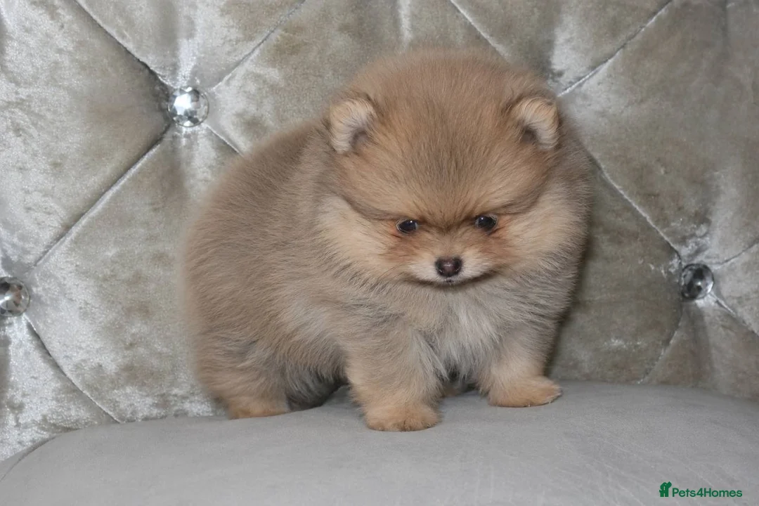 Pomeranian dogs for sale: Mini Pomeranian Puppy KC registered Milton Keynes - Advert 1