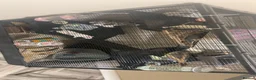 Rat rodents for sale: 4 rats + cage and accessories  - Advert 2