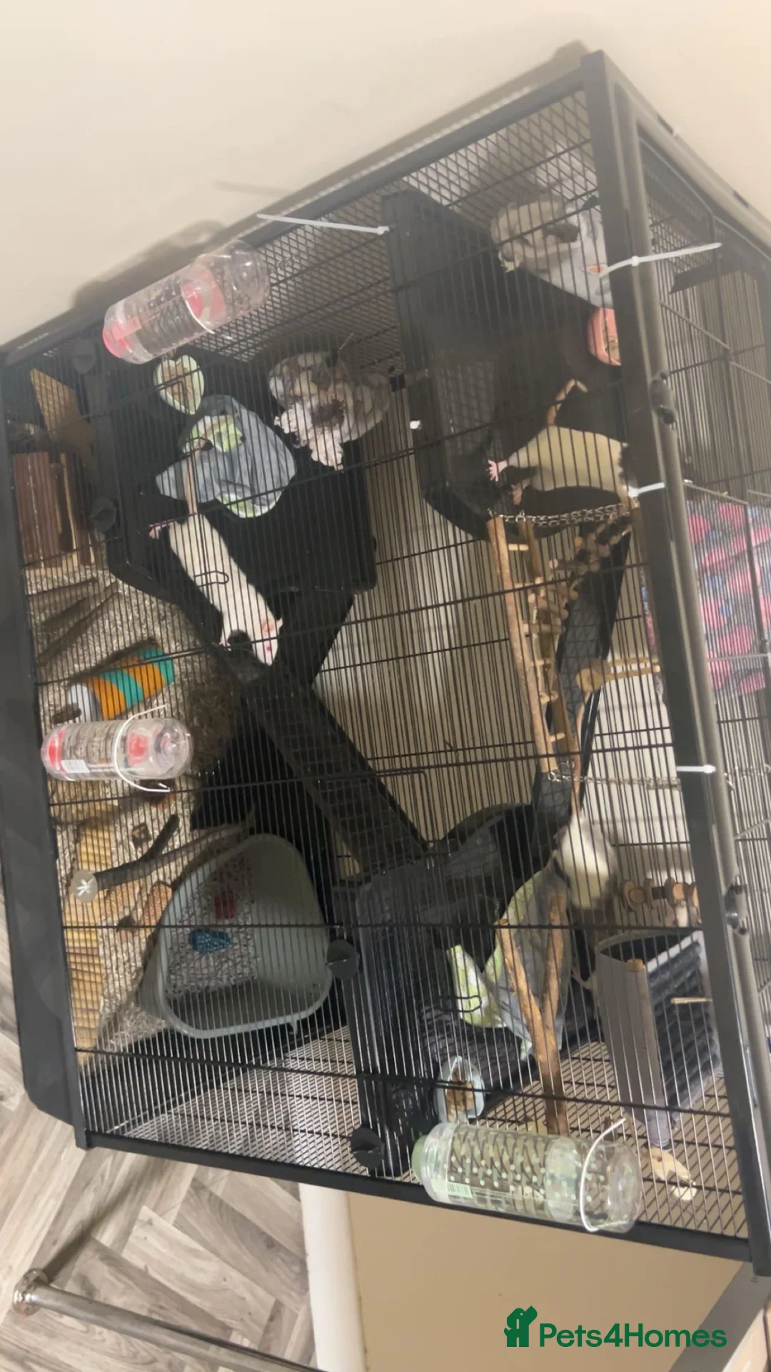 Rat rodents for sale: 4 rats + cage and accessories  - Advert 2
