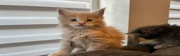 Maine Coon cats for sale: Maine coon kittens looking for homes forever  in Edinburgh - Advert 14