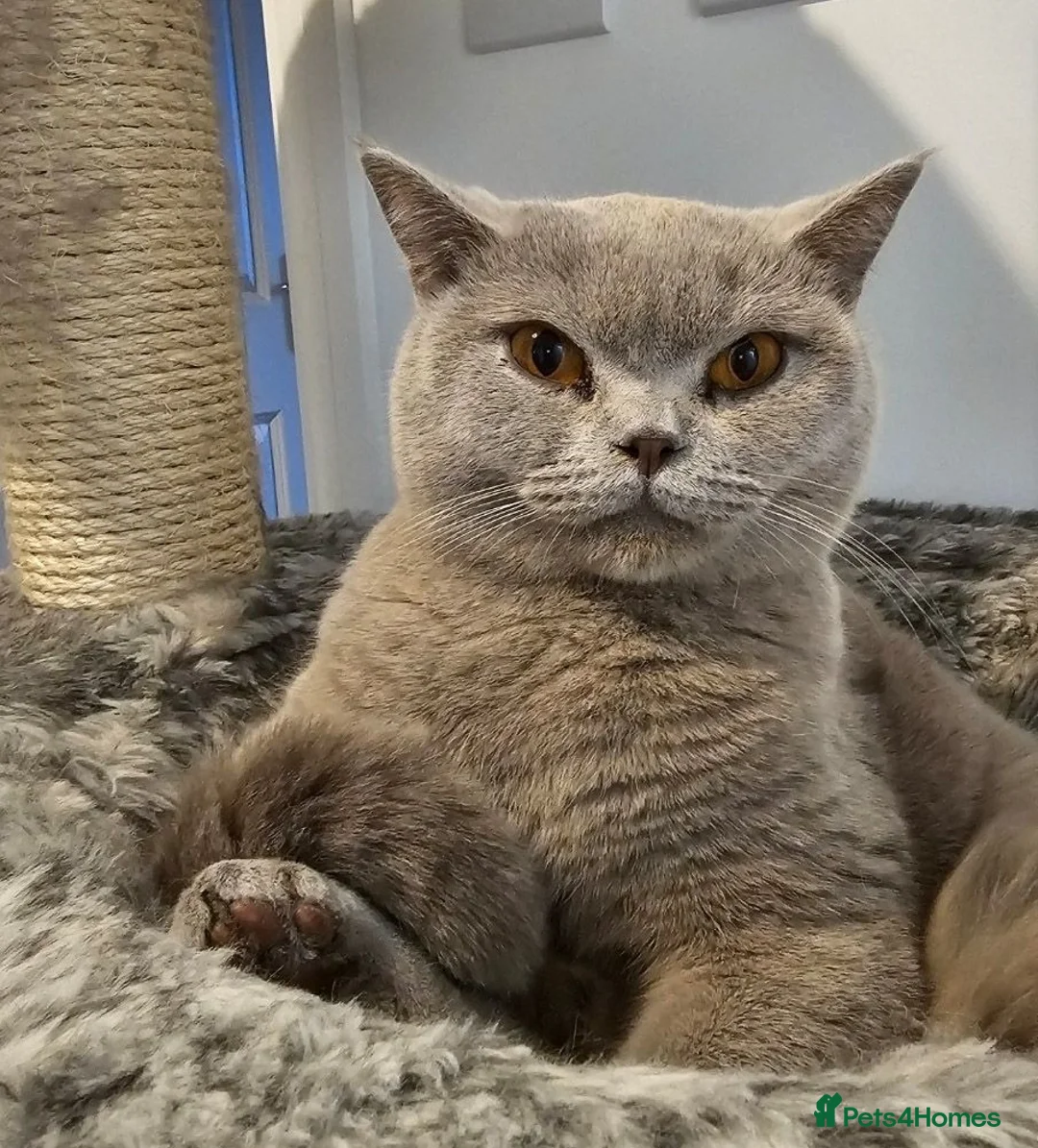British Shorthair cats for sale: Lilac British Short hair  - Advert 6