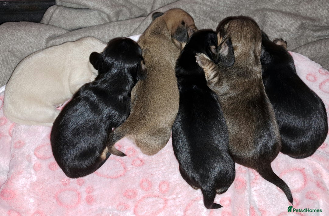 Miniature Dachshund dogs for stud: STUD 100% Long Haired Cream Miniature Dachshund - Image 12