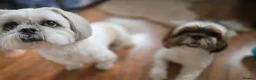 Shih Tzu dogs for sale: Beautiful Purebred Shih Tzu Puppies for Sale - Advert 34