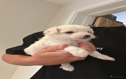 Maltipoo dogs for sale: Very small Maltipoo  - Image 17