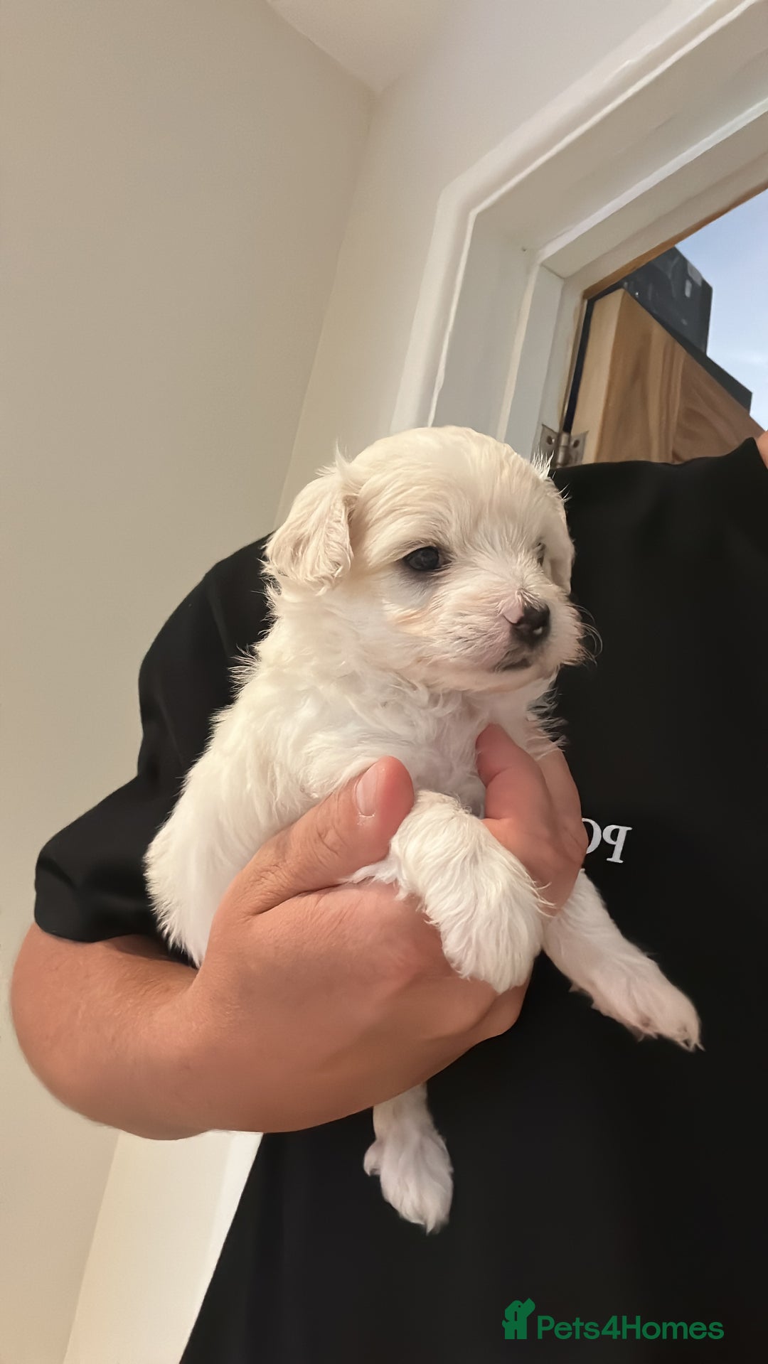 Maltipoo dogs for sale: Very small Maltipoo  - Image 17