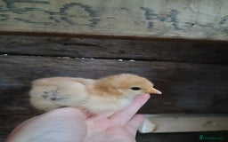 Chickens poultry for sale: Pecan phantom chicks - Image 4