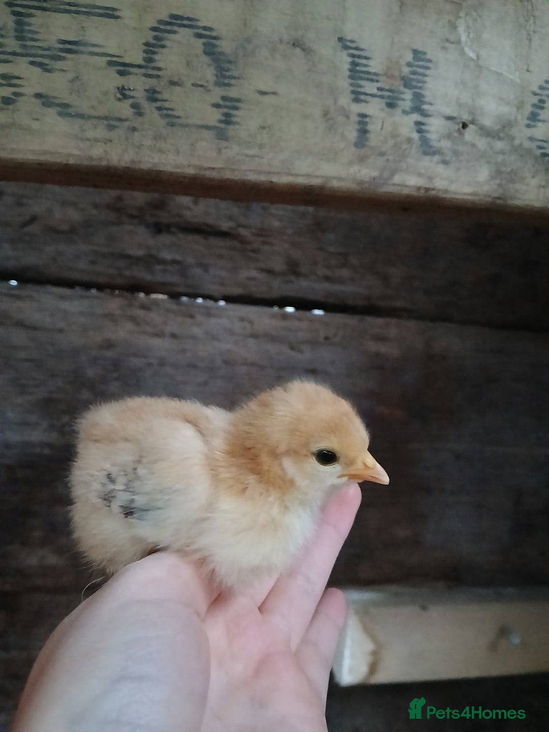 Chickens poultry for sale: Pecan phantom chicks - Image 4