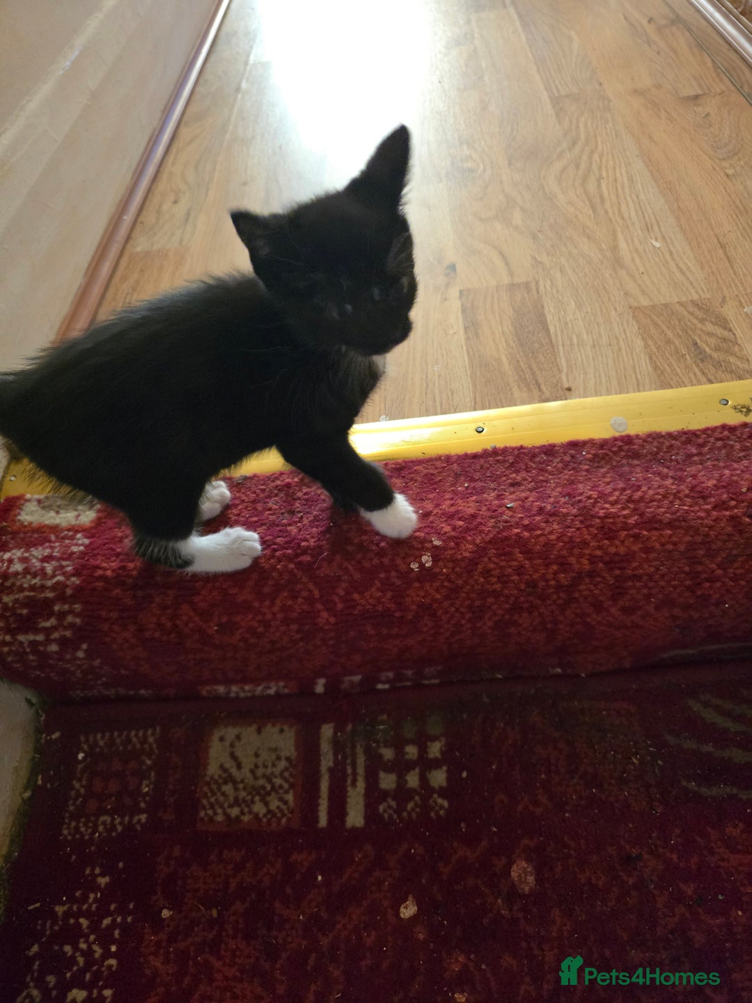 Mixed Breed cats for sale: 5 BEAUTIFUL KITTENS LOOKING NEW HOME  - Image 6