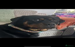 Rottweiler dogs for sale: Female Rottweiler  - Image 2