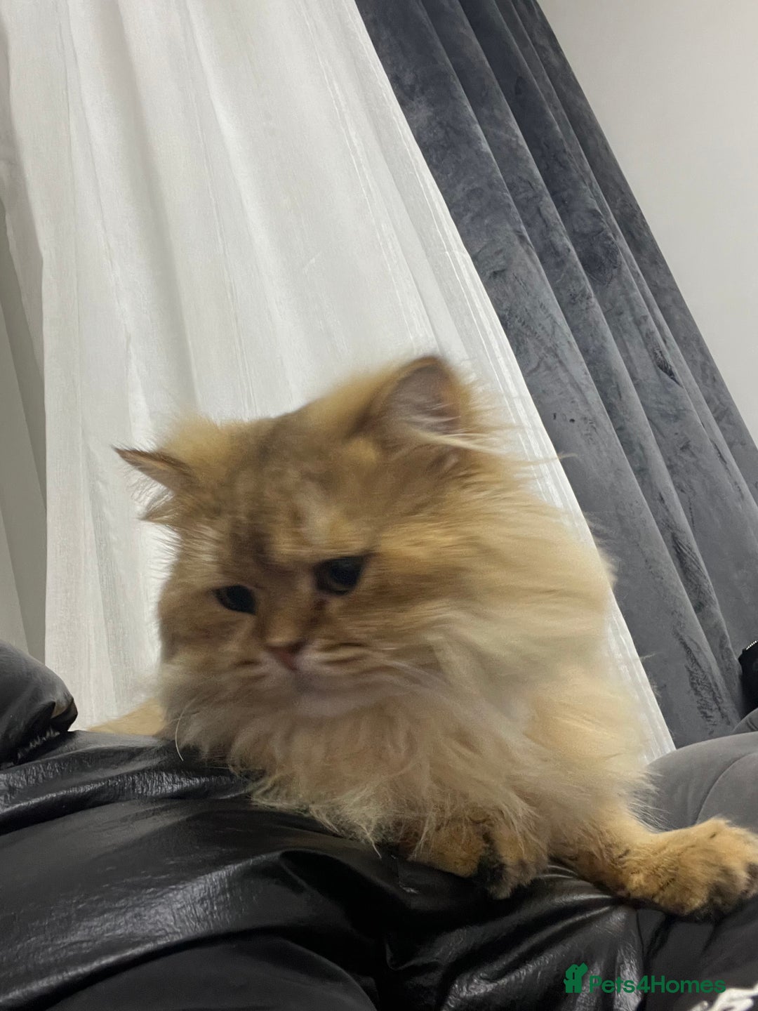 Persian cats for sale: Persian Male Cat  - Advert 4