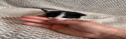 Mixed Breed cats for sale: 4x kittens  - Advert 4