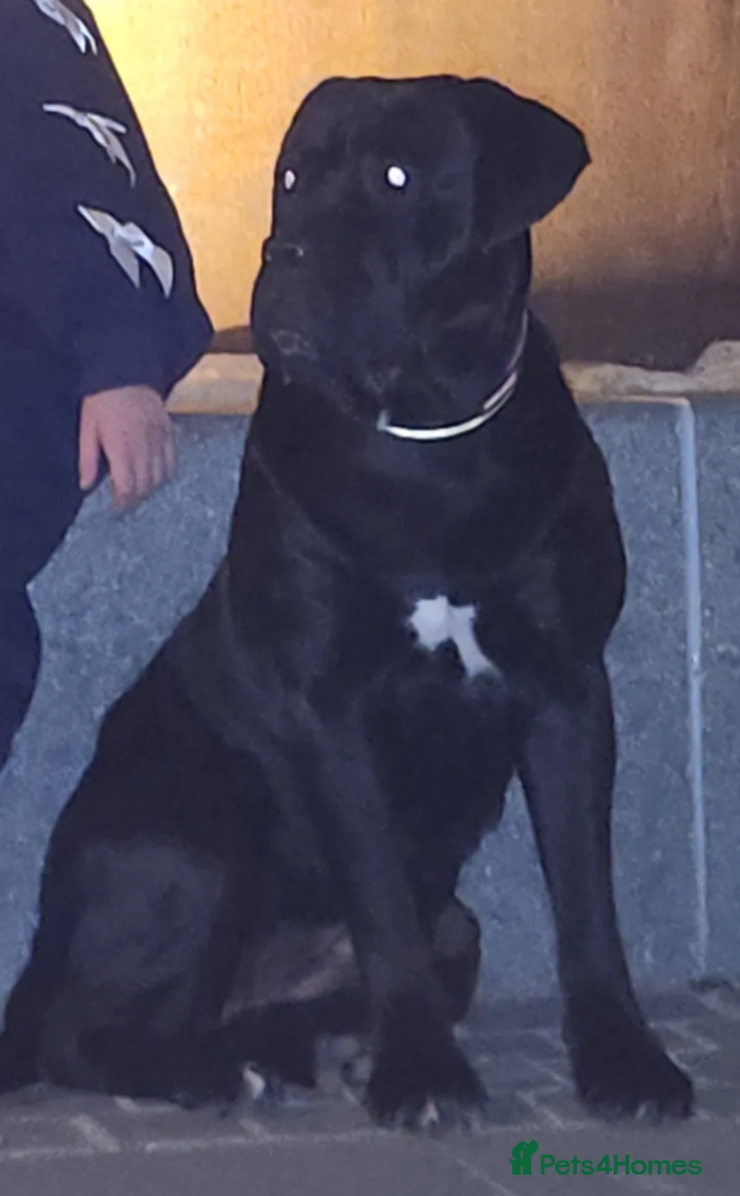 Cane Corso dogs for sale: 3 beautiful, champion blood line cane corsos  - Advert 4