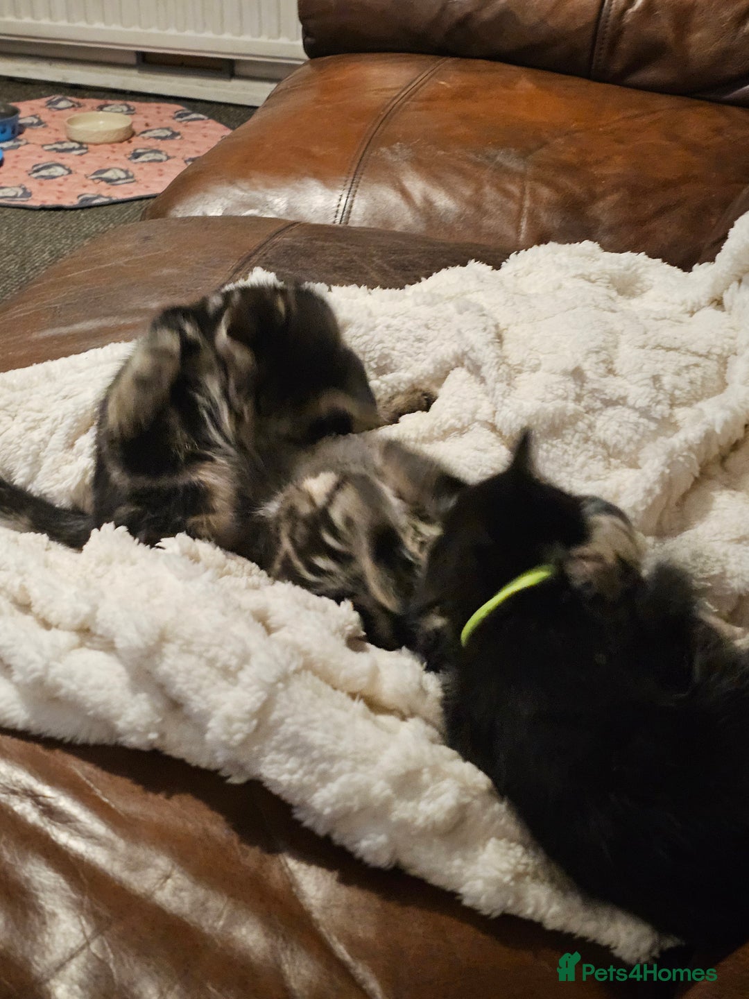 Mixed Breed cats for sale: Friendly Kittens. - Image 10