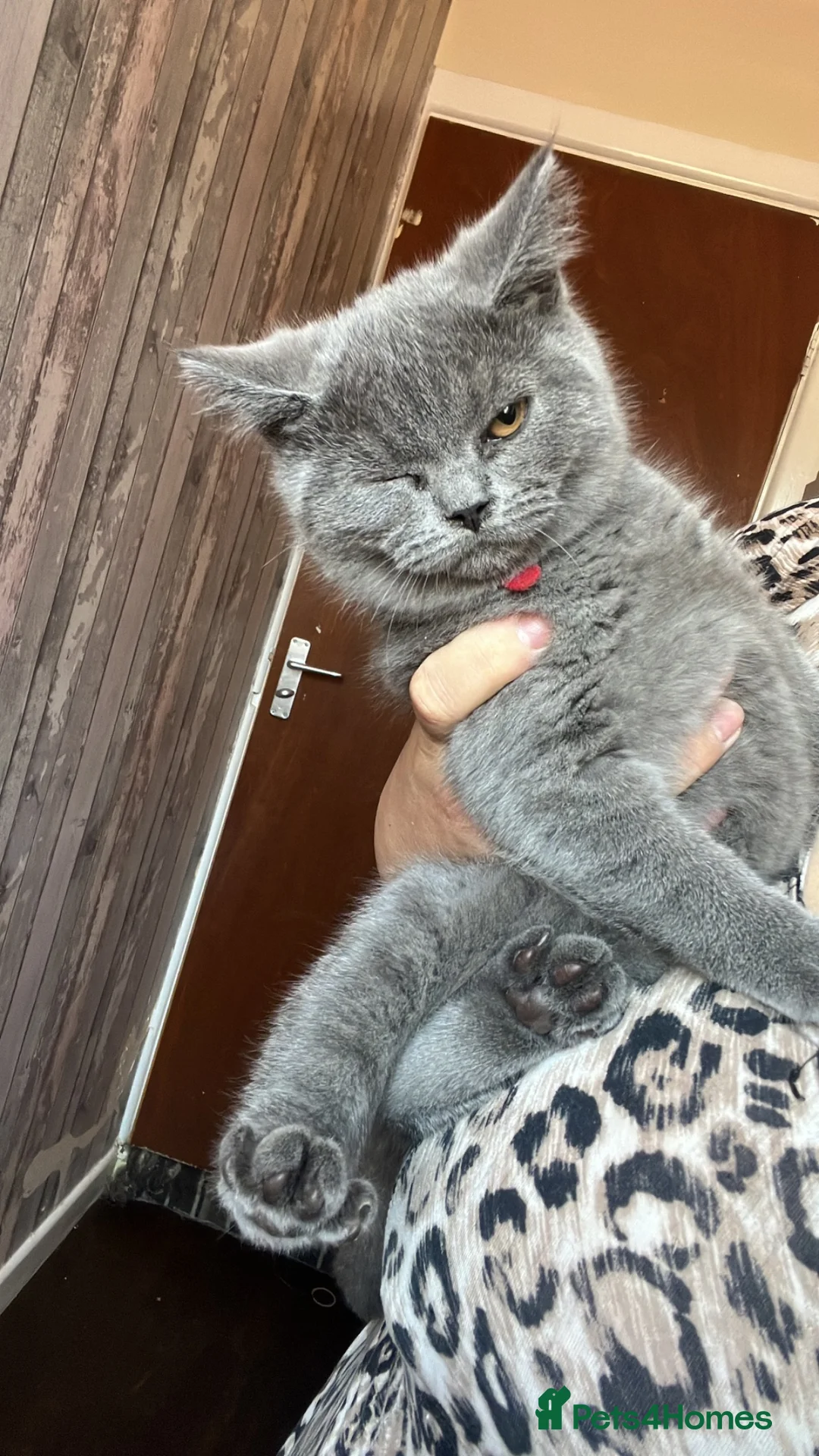 British Shorthair cats for sale: 2 last GCCF lovely little kittens looking for home - Advert 2