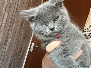 British Shorthair cats 2 GCCF lovely little kittens looking for home - Advert 14