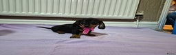 Miniature Dachshund dogs for sale: Hi beautiful mini dachshund for 5* home - Advert 9