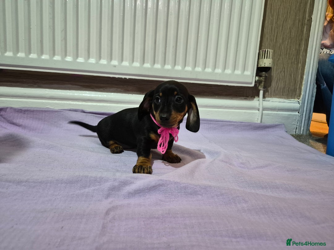 Miniature Dachshund dogs for sale: Hi beautiful mini dachshund for 5* home - Advert 9
