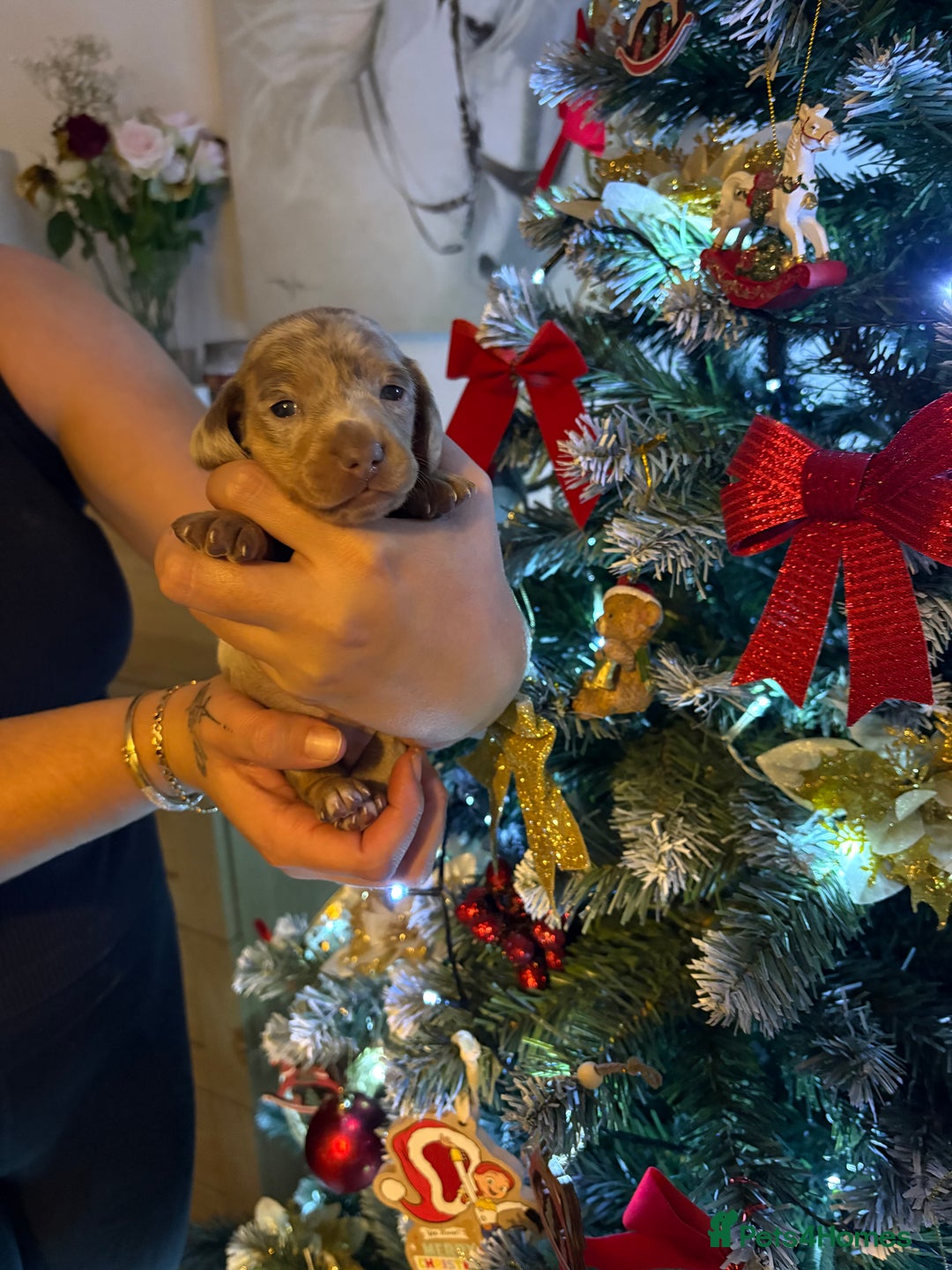 Miniature Dachshund dogs for sale: Adorable Miniature dachshund Babies - Advert 11