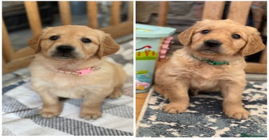 Golden Retriever dogs - Advert 4
