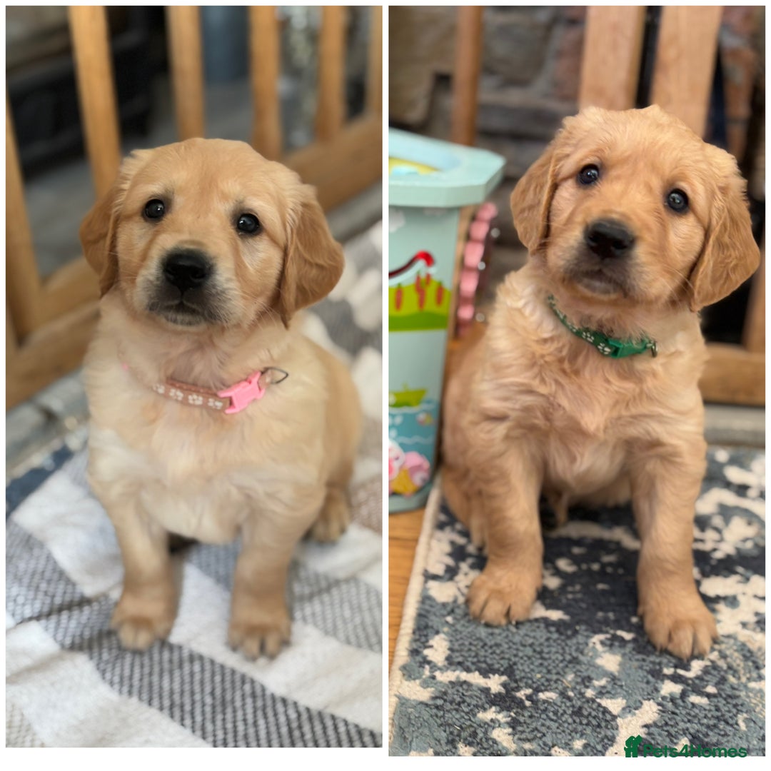 Golden Retriever dogs for sale: KC Registered Golden Retriever Puppies  - Image 7
