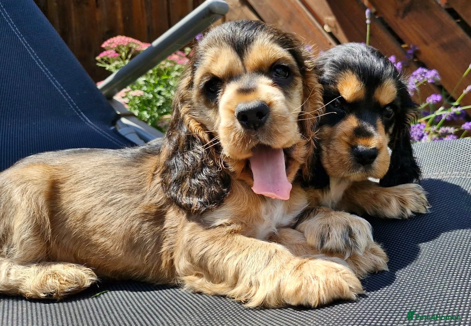 Cocker Spaniel dogs Lovely show Cocker spaniel puppies 🐶  - Advert 17
