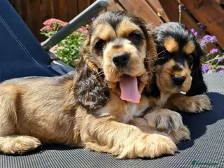 Cocker Spaniel dogs Lovely show Cocker spaniel puppies 🐶 - Advert 17