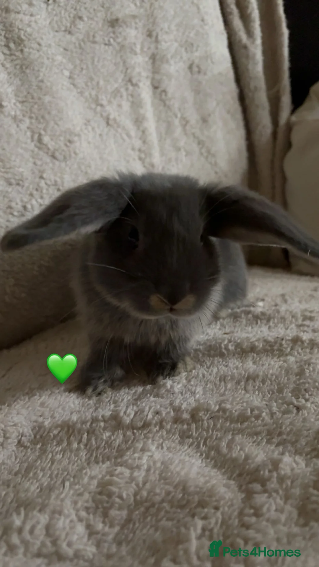 Mixed Breed rabbits for sale: baby rabbits now available - Advert 12