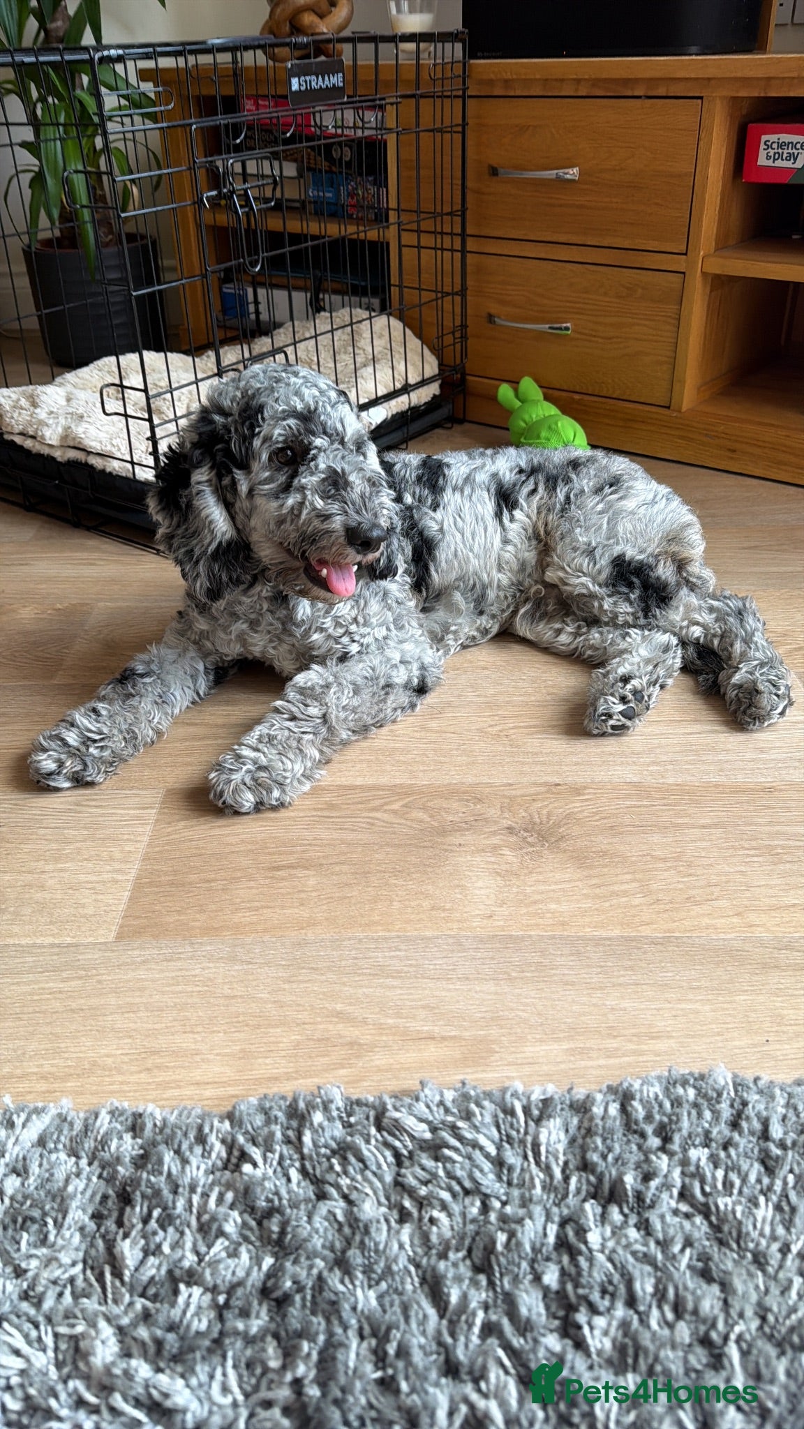 Cockapoo dogs Charlie  - Advert 1
