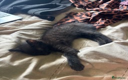 Bombay cats for sale: 10 week old - Image 7