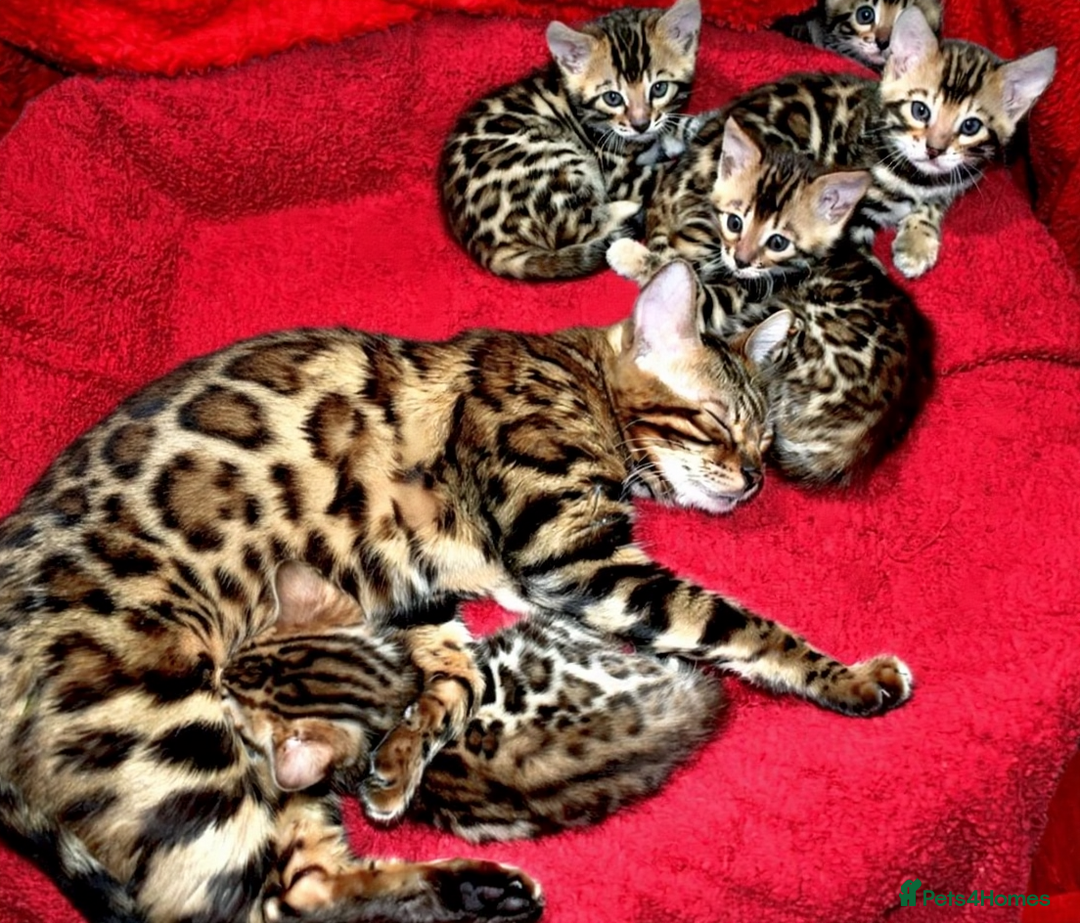 Bengal cats for sale: Beautiful Bengal kittens - Image 2