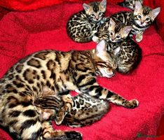 Bengal cats - Advert 12