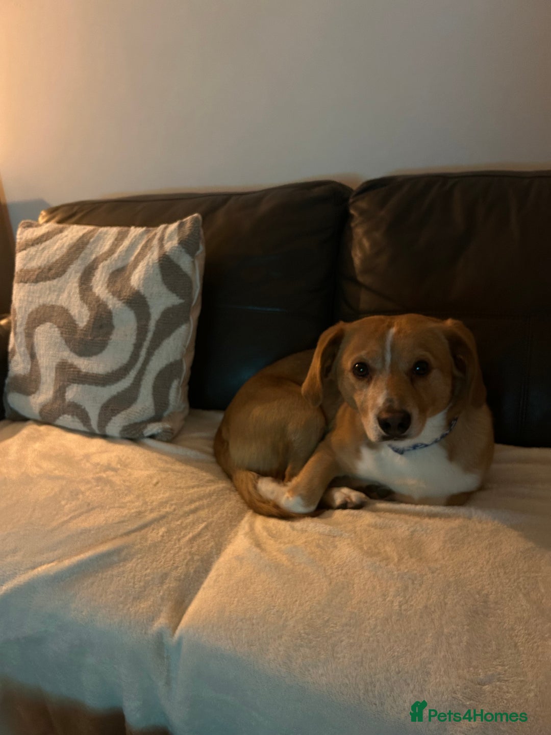 Mixed Breed dogs for sale: Beagle cross - Advert 1