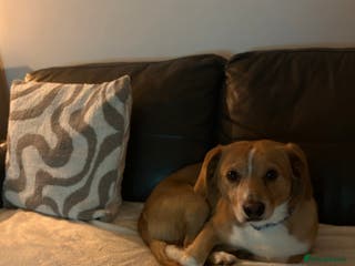 Mixed Breed dogs Beagle cross - Advert 3