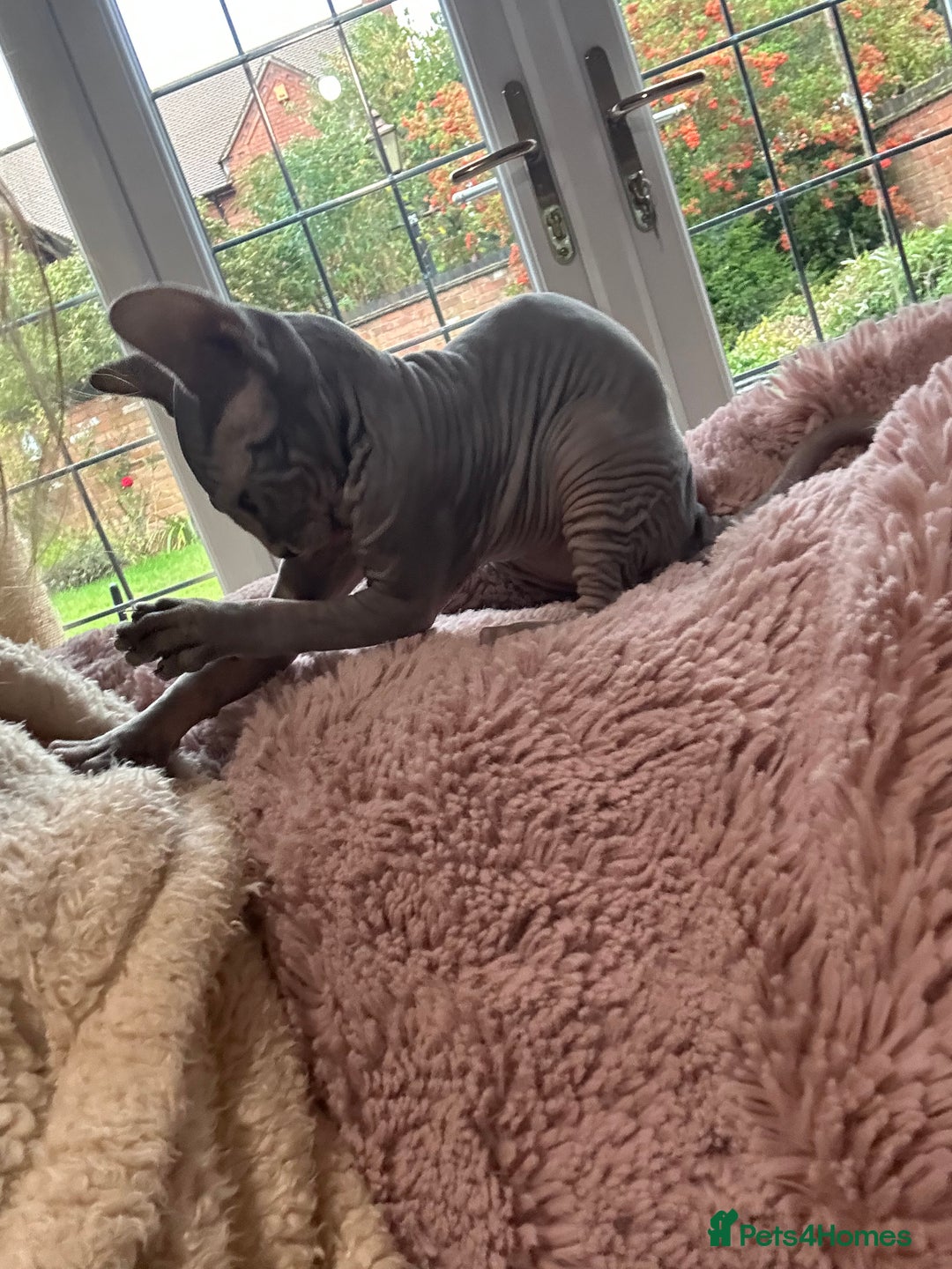 Sphynx cats for sale: Beautiful lot of Sphynx kittens from family pets - Image 2