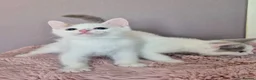 Munchkin cats for sale: Beautiful Munchkin kittens  - Advert 29