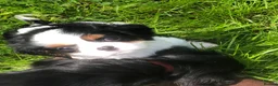 Cavalier King Charles Spaniel dogs for sale: Cavalier King Charles puppies  in Warrington - Advert 13