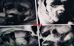 Cane Corso dogs for sale: READY NOW: QUALITY PEDIGREE CANE CORSO PUPPIES - Image 2