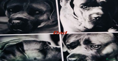 Cane Corso dogs - Advert 5