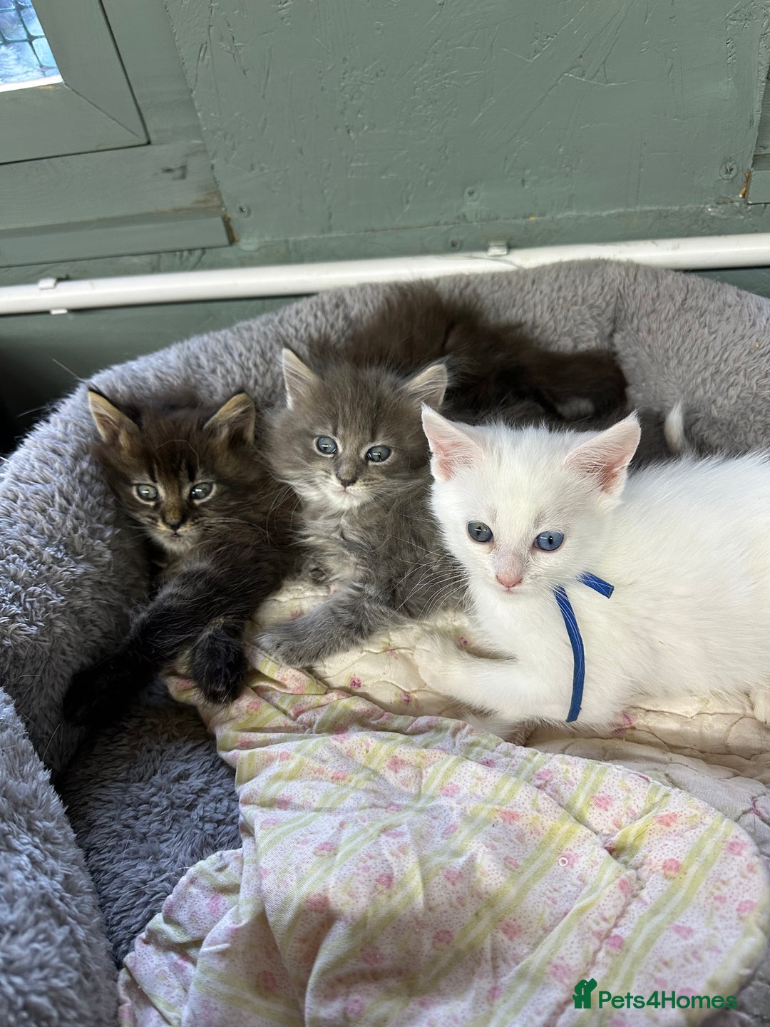 Maine Coon cats for sale: Mainecon x  - Advert 6