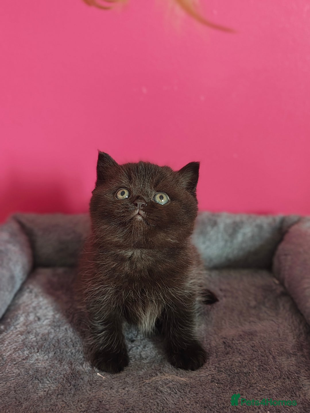 British Shorthair cats for sale: Stunning Teddy bear BSH kittens  GCCF  - Image 7