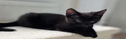 American Shorthair cats for sale: 2 Beautiful Mixed American Shorthair Kittens in Nottingham - Advert 15