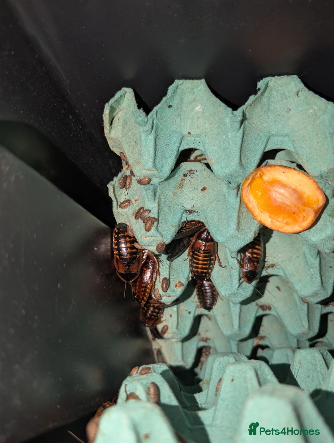 Cockroaches invertebrates for sale: Dubai Roach breeding colony. - Advert 1