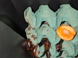 Cockroaches invertebrates Dubai Roach breeding colony. - Advert 1