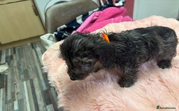 Mixed Breed dogs for sale: Puppies - Image 18