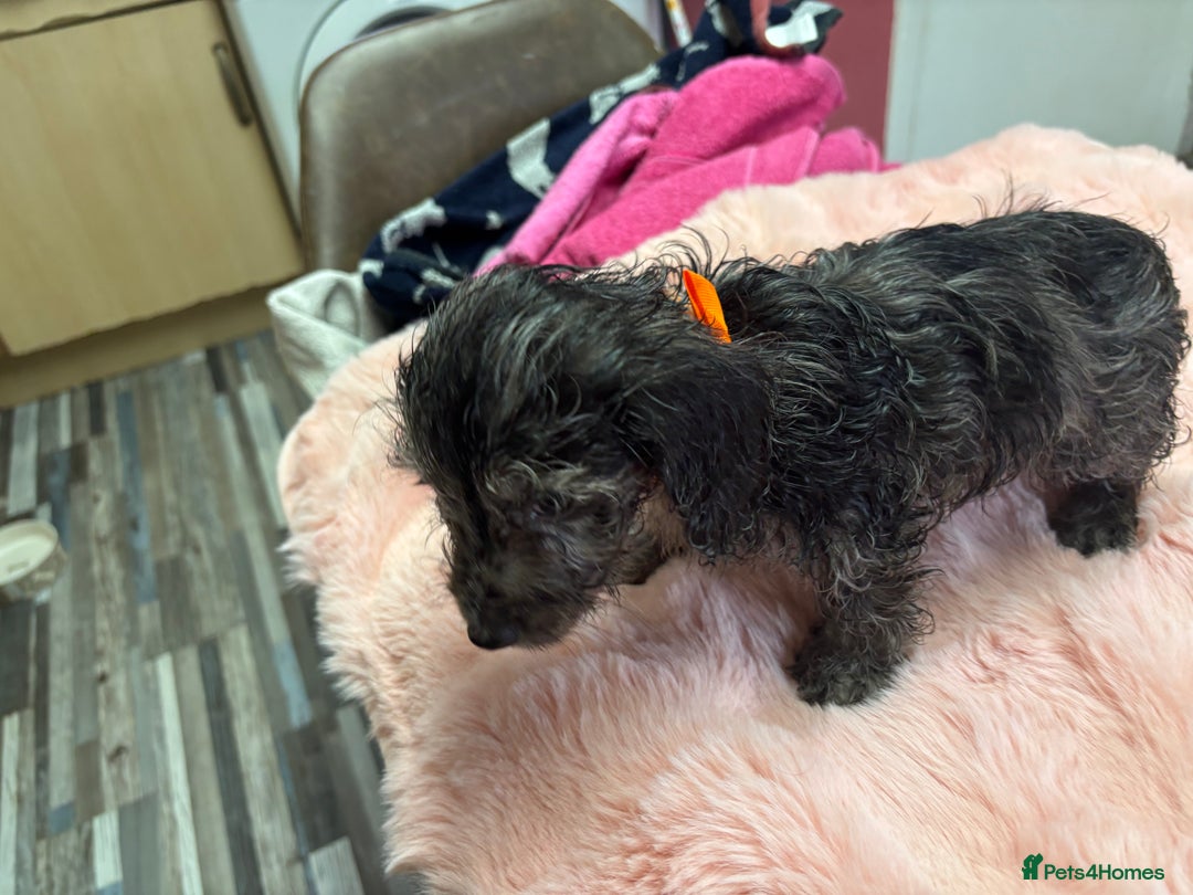 Mixed Breed dogs for sale: Puppies - Image 18