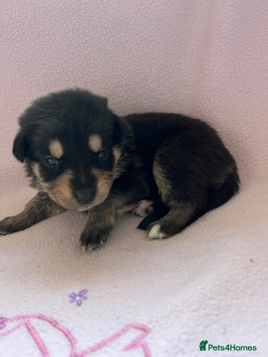 Mixed Breed dogs for sale: belgian malinois mix cross German shepherd  - Advert 17