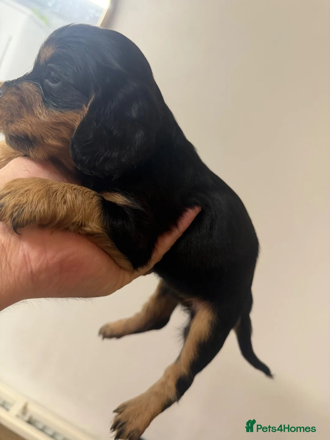 Cocker Spaniel dogs for sale: Cocker spaniels puppy’s  in Rotherham - Advert 2