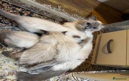 Ragdoll cats for sale: Pure Ragdoll Kittens – 8 Weeks Old–Ready in 2 Days - Advert 4