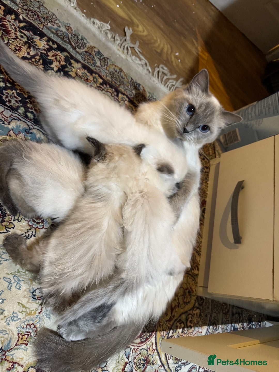 Ragdoll cats for sale: Pure Ragdoll Kittens – 8 Weeks Old–Ready in 2 Days - Advert 4