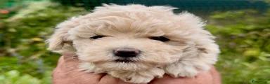 Maltipoo Puppy 4